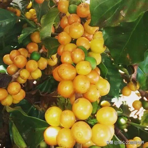 葛花扁豆淡菜猪瘦肉汤